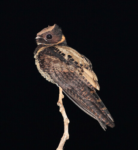 Picture of a nightjar from Wikipedia
