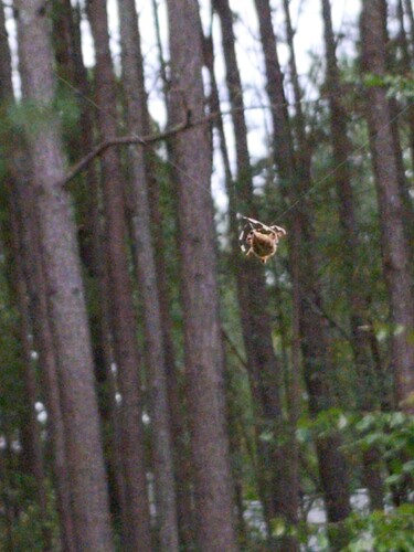 IMG_20251005_133522_1