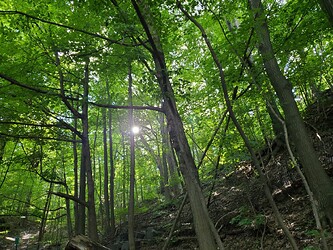 A more lush-looking forest of leafy trees