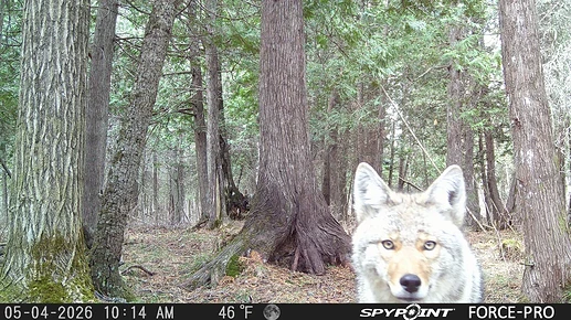 photograph of a wolf's head. the wolf is standing in a forest and looking at the camera with a seemingly serious expression.