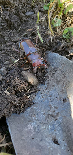 a small reddish-brown stag beetle on a trowel