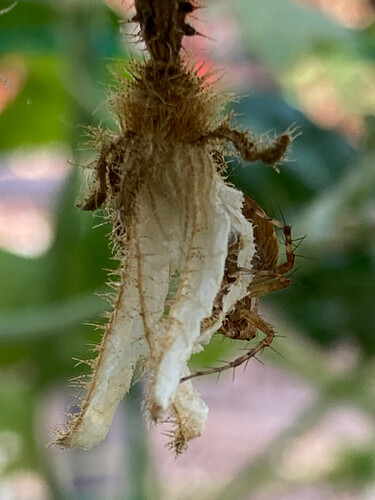 oxyopidae_01