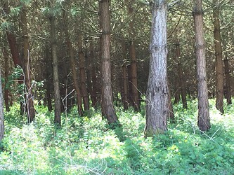 A picture of some conifers in a forest