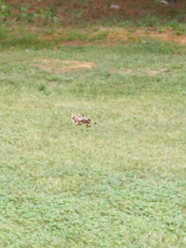 IMG_20251005_133157_2