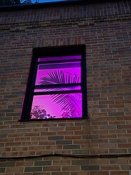 Picture of someone's upper-floor window showing a corner of a room lit in purple and pink lighting, and a very similar palm frond stretching across the window