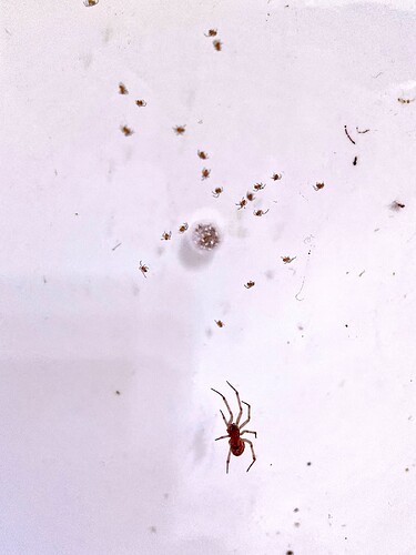 A mother spider in my bath, along with a large egg sac and a bunch of spiderlings