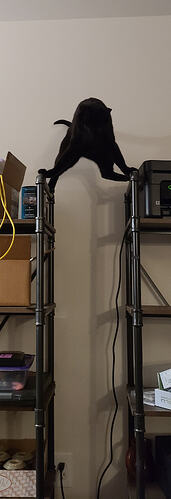 A black cat awkwardly straddling the space between two shelves.