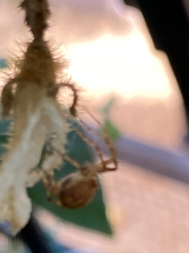oxyopidae_03