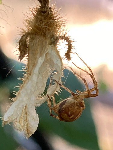 oxyopidae_02