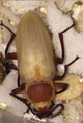 beetle zoom