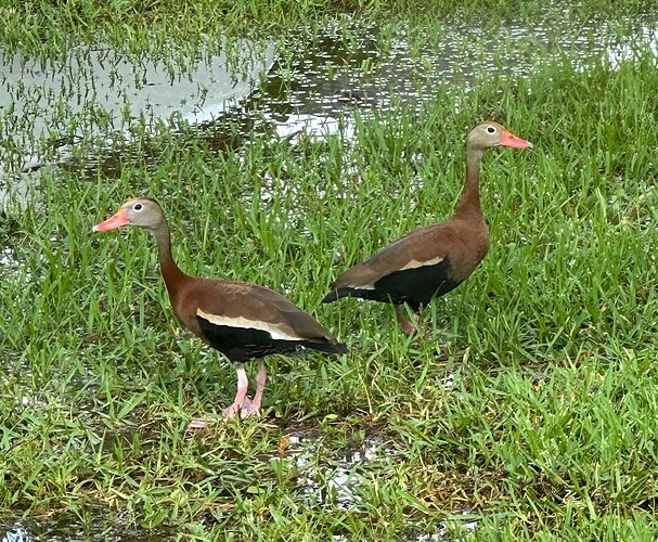 Ducks-5-27-2025