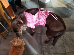 dog2