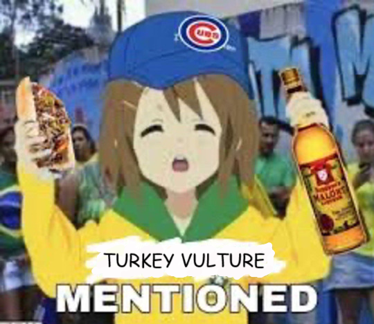 The “Chicago mentioned” meme format, but edited to say “Turkey vulture mentioned."