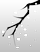 Image of a tree branch.