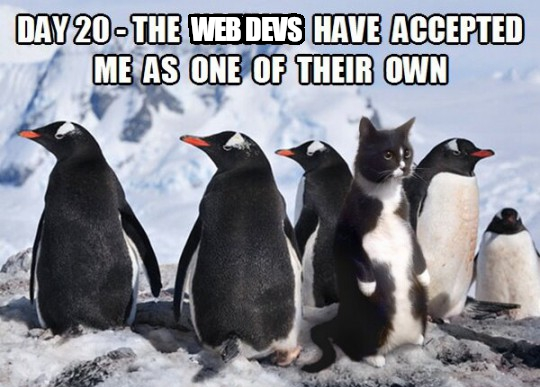 A tuxedo-patterned cat stands on hind legs among a group of penguins. Caption: DAY 20 - THE WEB DEVS HAVE ACCEPTED ME AS ONE OF THEIR OWN. (The phrase 'WEB DEVS' is obviously photoshopped over the original text.)