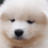 birdpup