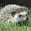 ilovemyhedgehog